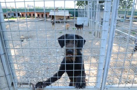 Mandat pentru crimă: Un proiect al Primăriei Oradea dă liber la uciderea câinilor comunitari